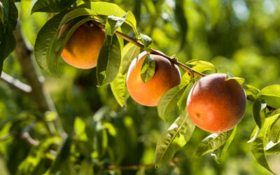 Torrents Viñas Fruits