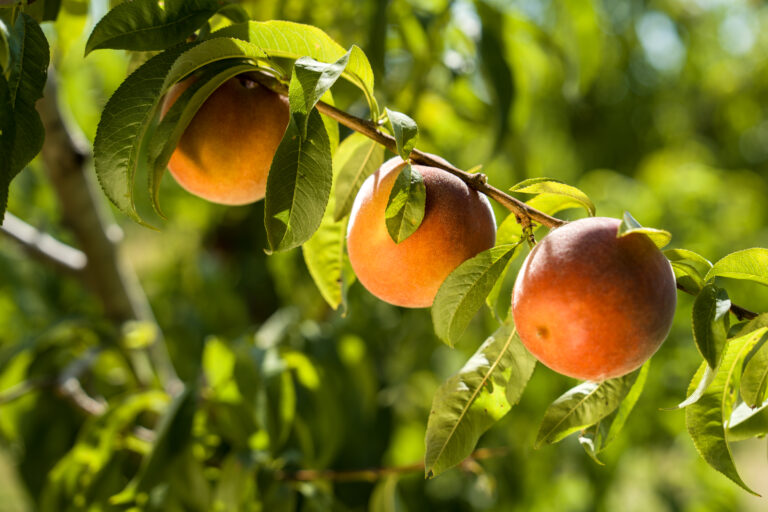 Torrents Viñas Fruits