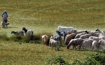 Cal Serrats, carn de xai criat en plena natura