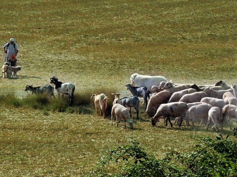 Cal Serrats, carn de xai criat en plena natura