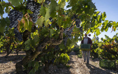 Celler Anna Rosell