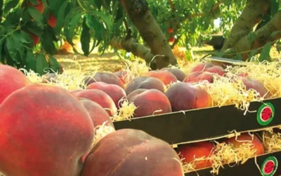 El préssec i la fruita dolça