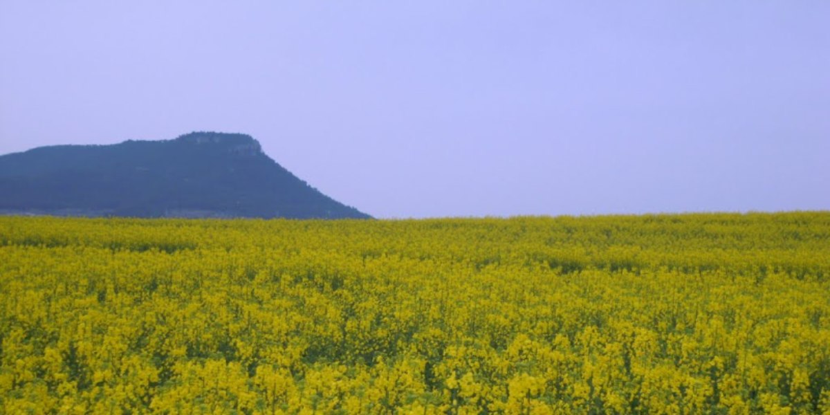 The colours of spring