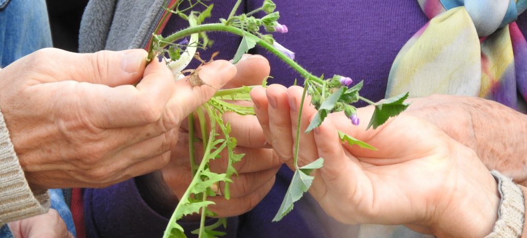 ¡Descubre y prueba las plantas silvestres comestibles!