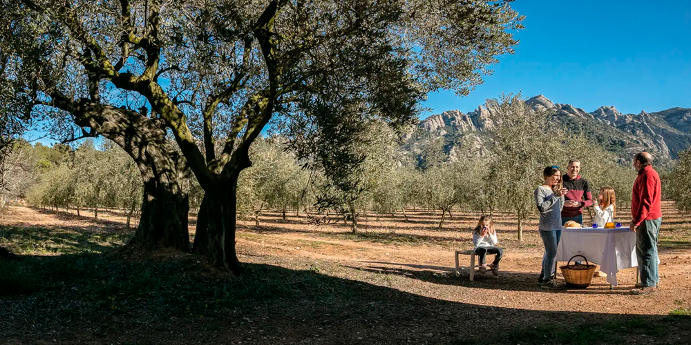 El camí de l’oli del Bruc