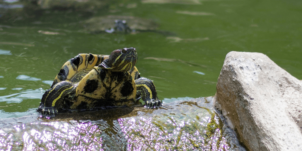 Cinc experiències per viure l’Anoia més animal